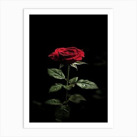 Dark Rose 148 Art Print