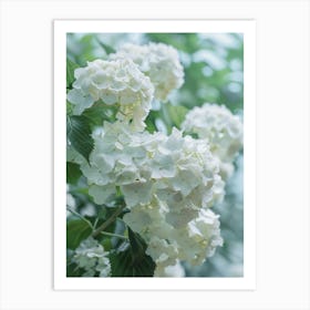 White Hydrangeas Art Print