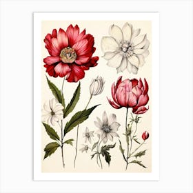 Peonies 21 Art Print