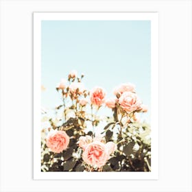 Pink Rose Bush Art Print