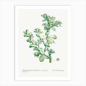 Mesembryanthemum Crystallinum, Pierre Joseph Redoute Art Print