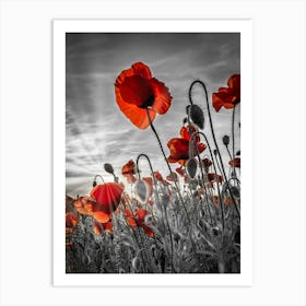 Fascinating Poppies In Colorkey Art Print