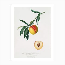 Peach (Persica Julodermis) From Pomona Italiana (1817 - 1839), Giorgio Gallesio Art Print