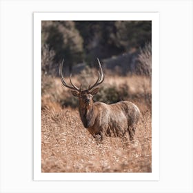 Elk Eating Tall Grass Art Print