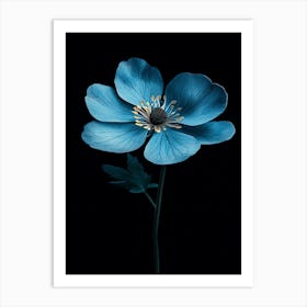 Blue Anemone Art Print