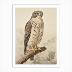 Vintage Bird Drawing Eurasian Sparrowhawk 2 Art Print