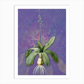 Vintage Scilla Lilio Hyacinthus Botanical Illustration on Veri Peri n.0664 Art Print