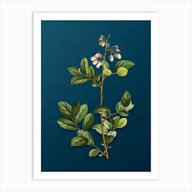 Vintage Andromeda Mariana Branch Botanical Art on Teal Blue n.0869 Art Print