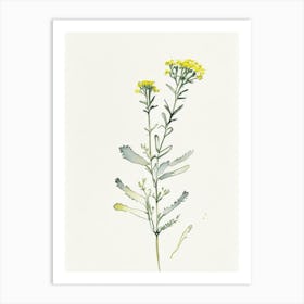 Costmary Herb Minimalist Watercolour 1 Art Print