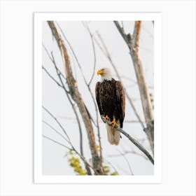 Bald Eagle In Tree Art Print