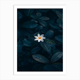 White Flower In The Dark 40 Art Print