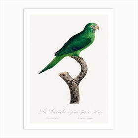The Grey Cheeked Parakeet (Brotogeris Pyrrhoptera) From Natural History Of Parrots, Francois Levaillant Art Print