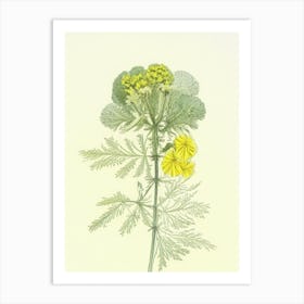 Tansy Herb Pencil Colour Art Print