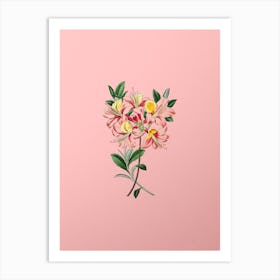 Vintage Changeable Pontic Azalea Botanical on Soft Pink n.0910 Art Print
