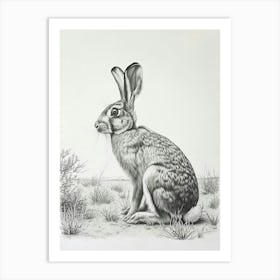 American Sable Rabbit Drawing 3 Art Print