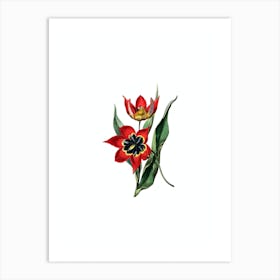Vintage Red Strong Smelling Tulip Botanical Illustration on Pure White n.0541 Art Print