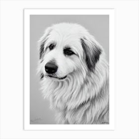 Pyrenean Shepherd B&W Pencil Dog Art Print