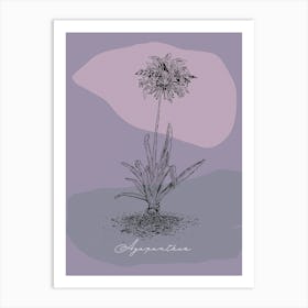 Agapanthus 002 Art Print