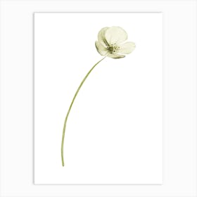 Single White Flower Art Print