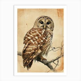 Barred Owl Vintage Illustration 2 Art Print