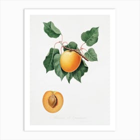 German Apricot From Pomona Italiana (1817 - 1839), Giorgio Gallesio Art Print