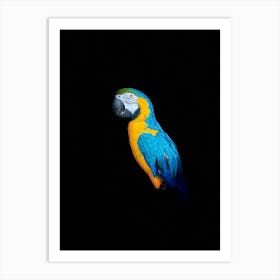 Parrot On Black Background Art Print