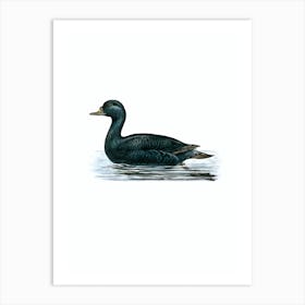 Vintage Common Eider Duck Illustration on Pure White n.0202 Art Print