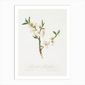 Almond Tree Flower (Prunus Dulcis) From Pomona Italiana (1817 - 1839), Giorgio Gallesio Art Print