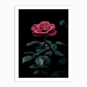 Dark Rose 124 Art Print