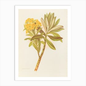 Araucaria Art Print