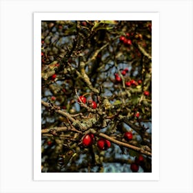 Red Berries On A Tree 1 Art Print