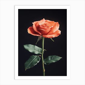 Orange Rose On Black Background 2 Art Print