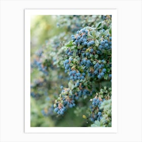 Blueberry Bush green and blue | Scotland Highlands Art Print