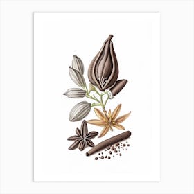 Black Cardamom Spices And Herbs Pencil Illustration 3 Art Print