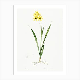 Ixia Fusco Citrina Illustration From Les Liliacées (1805), Pierre Joseph Redoute Art Print