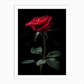 Red Rose Isolated On Black Background 4 Art Print