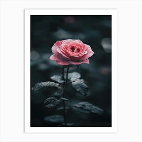 Pink Rose 32 Art Print