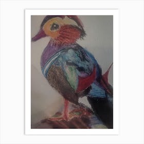 Mandarin Duck Art Print