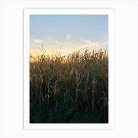 Sunset In Corn Field Art Print