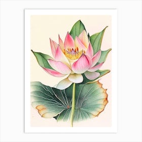 American Lotus Watercolour Ink Pencil 3 Art Print