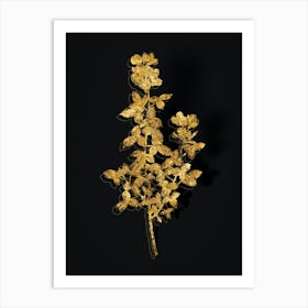 Vintage Common Cytisus Botanical in Gold on Black n.0420 Art Print