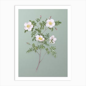 Vintage White Candolle's Rose Botanical Art on Mint Green Art Print