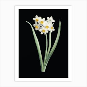 Vintage Narcissus Easter Flower Botanical Illustration on Solid Black n.0616 Art Print