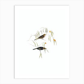 Vintage Graceful Honeyeater Bird Illustration on Pure White n.0264 Art Print