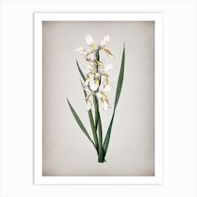 Vintage Yellow Banded Iris Botanical on Parchment n.0223 Art Print