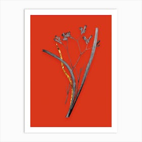 Vintage Anigozanthos Flavida Black and White Gold Leaf Floral Art on Tomato Red n.0266 Art Print