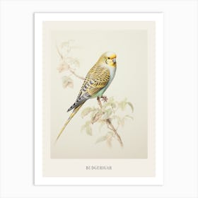 Vintage Bird Drawing Budgerigar 3 Poster Art Print