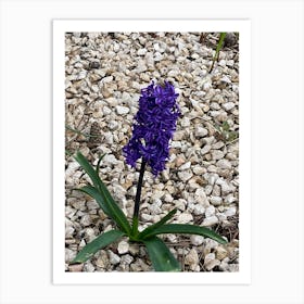 Img 3791 Hyacinth purple Art Print