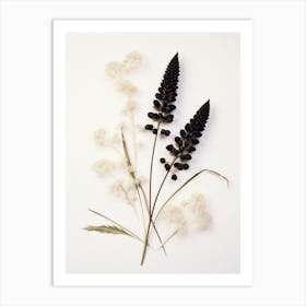 Pressed Wildflower Botanical Art Black Cohosh 3 Art Print