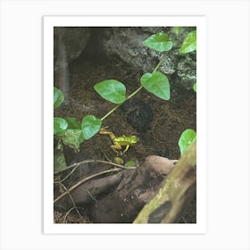 Small frog Art Print